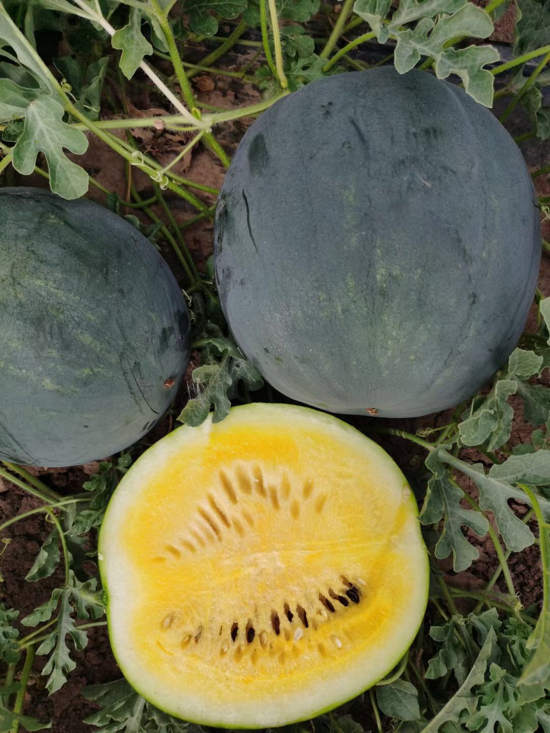 Suntoday round black yellow flesh watermelon seeds(11061)