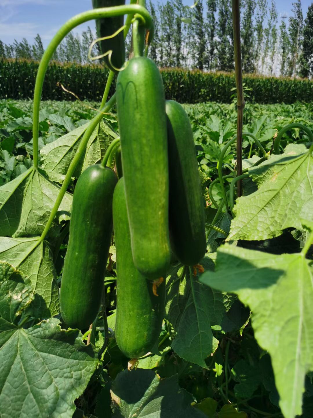 Suntoday parthenocarpy cucumber seeds(13025)