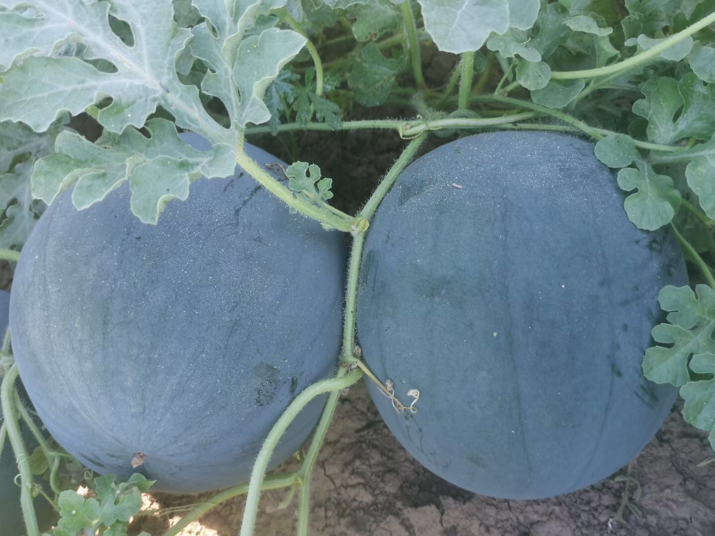 <b>suntoday black round watermelon seeds(11045)</b>