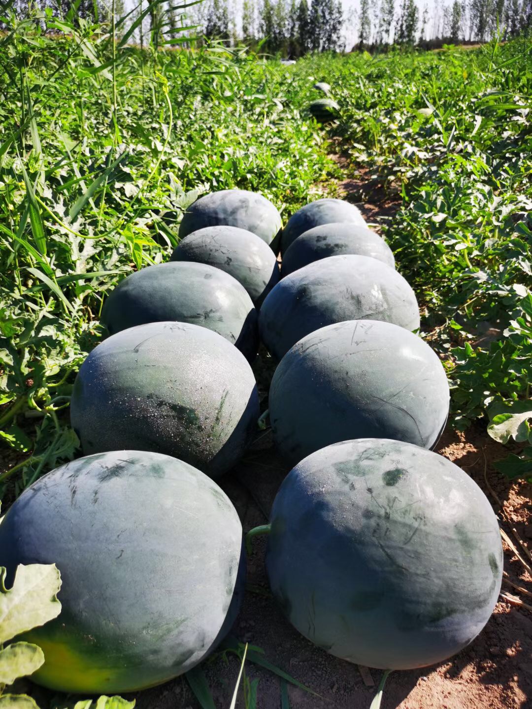 suntoday black round watermelon seeds(11046)