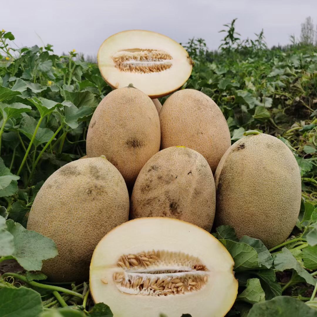 Suntoday netted yellow rind white flesh melon seeds(18049)