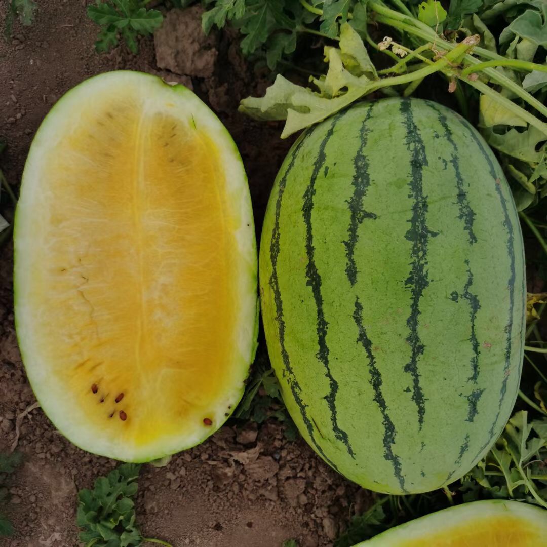 <b>Suntoday green rind yellow flesh watermelon seeds(1</b>