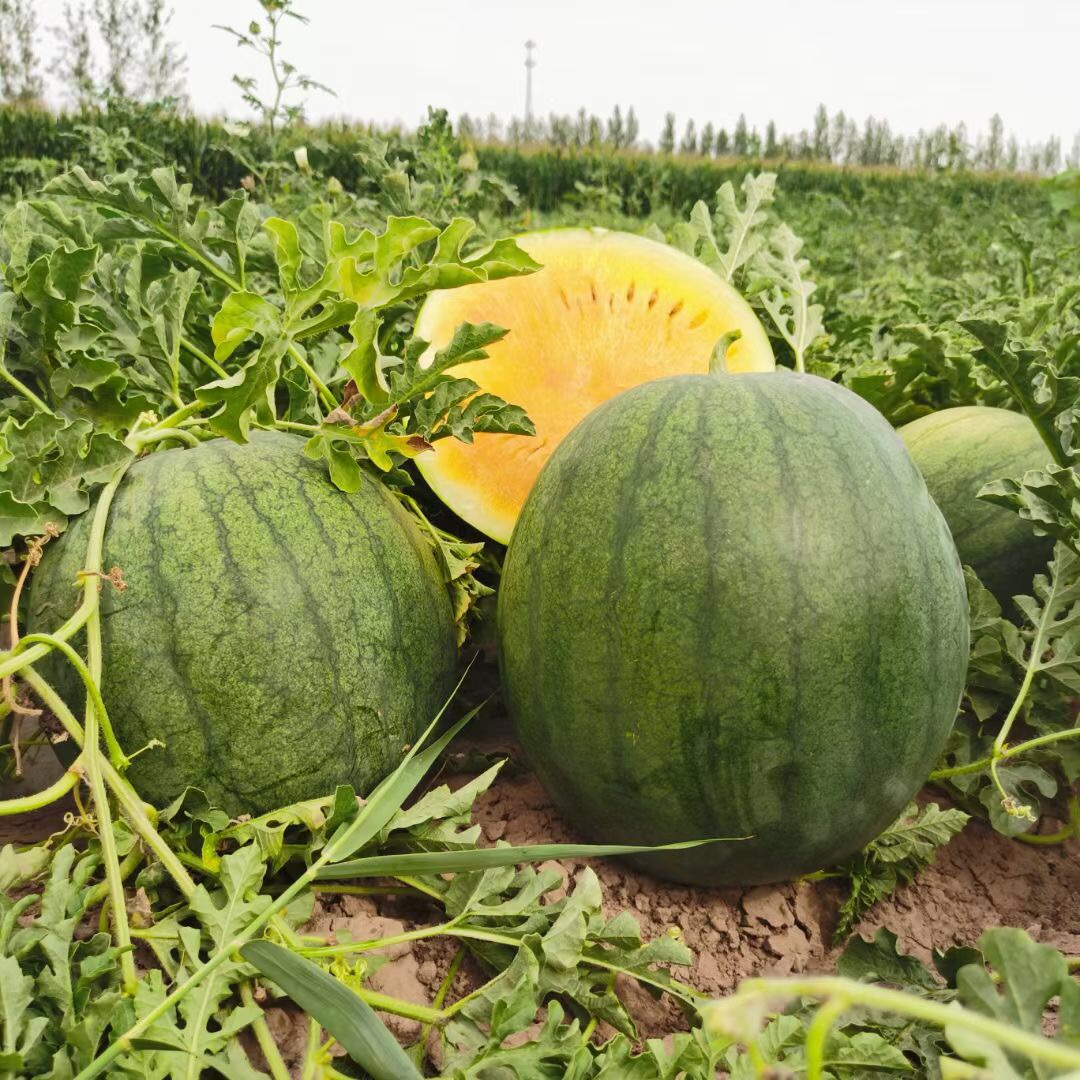 Suntoday yellow flesh watermelon seed(11051)