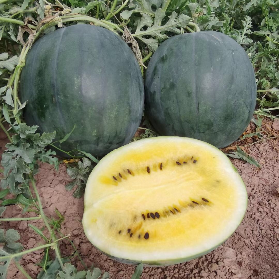 Suntoday black rind with yellow flesh watermelon seeds(11052
