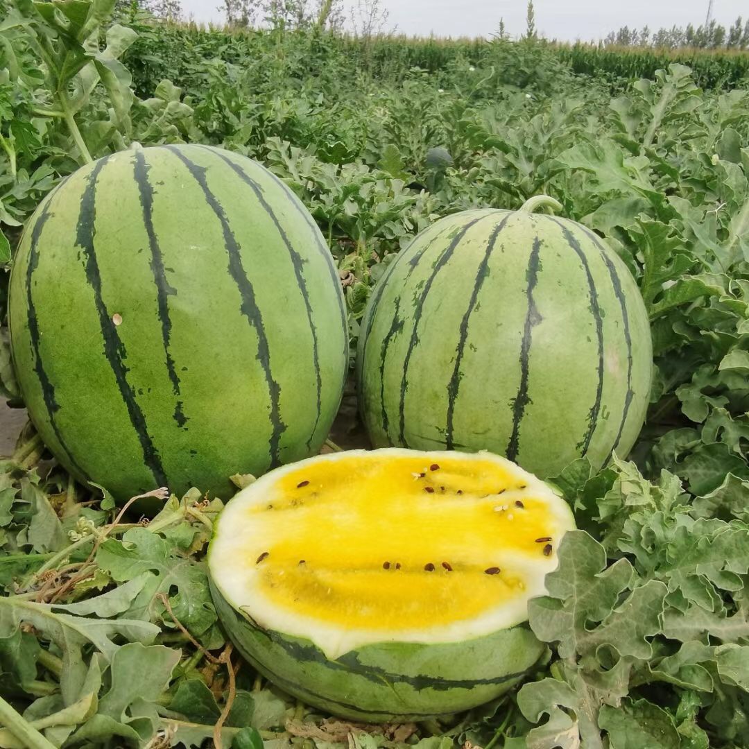 Suntoday green rind yellow flesh watermelon seeds(11054)