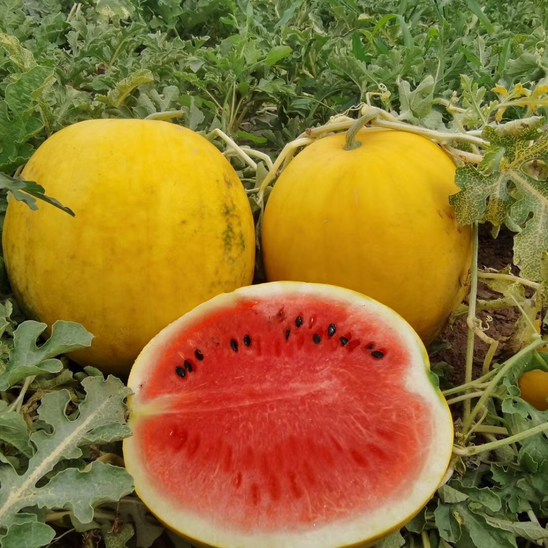 Suntoday yellow rind watermelon seeds(11055)