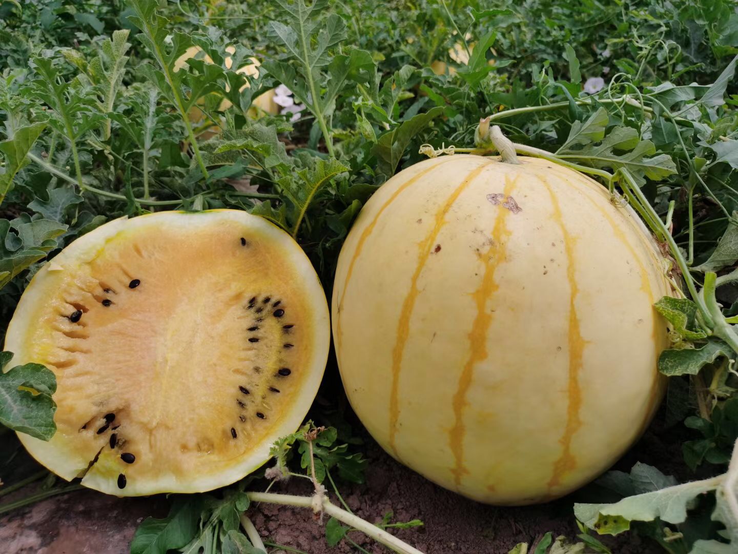 <b>Suntoday yellow rind yellow flesh watermelon seeds(</b>