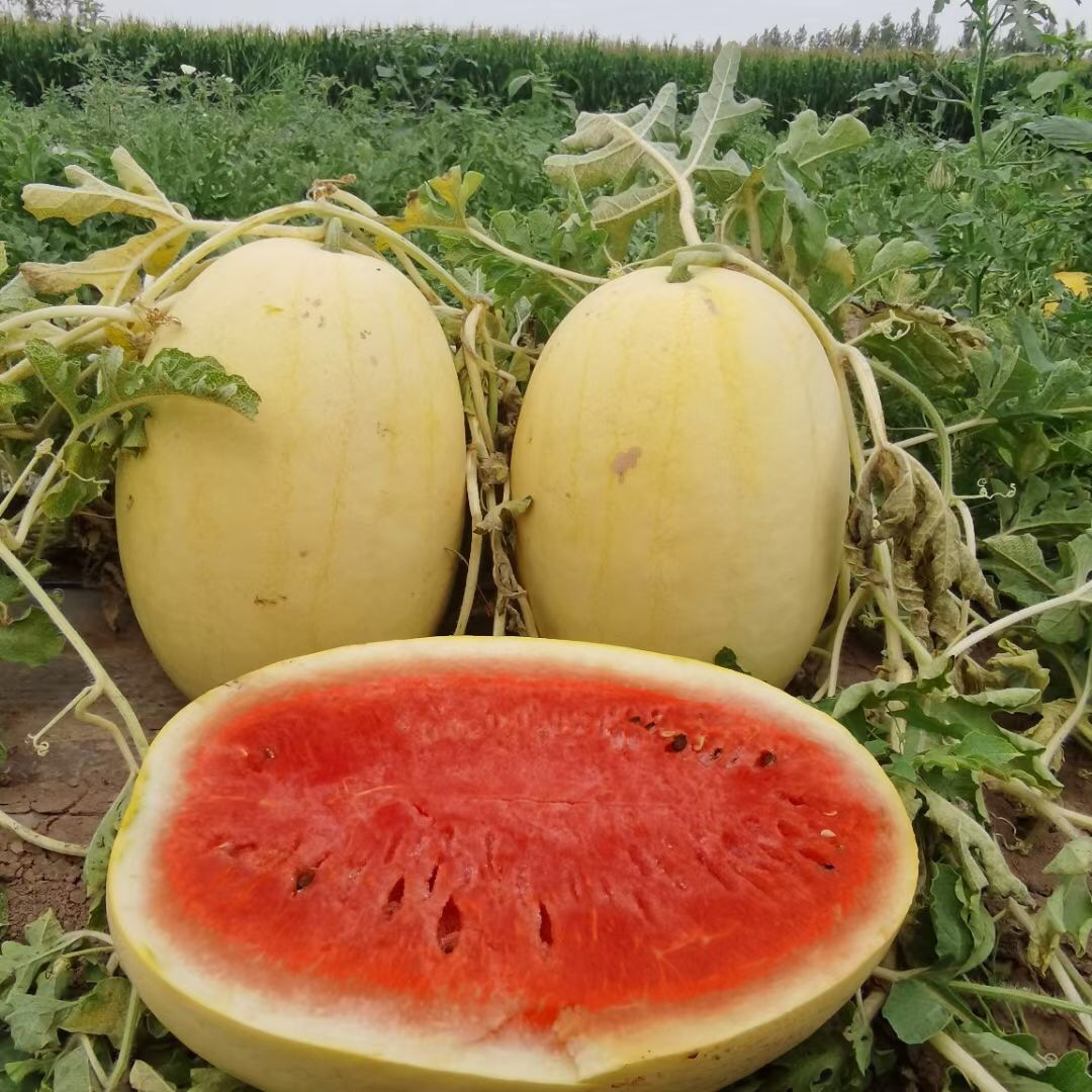 Suntoday yellow rind red flesh watermelon seeds(11058)