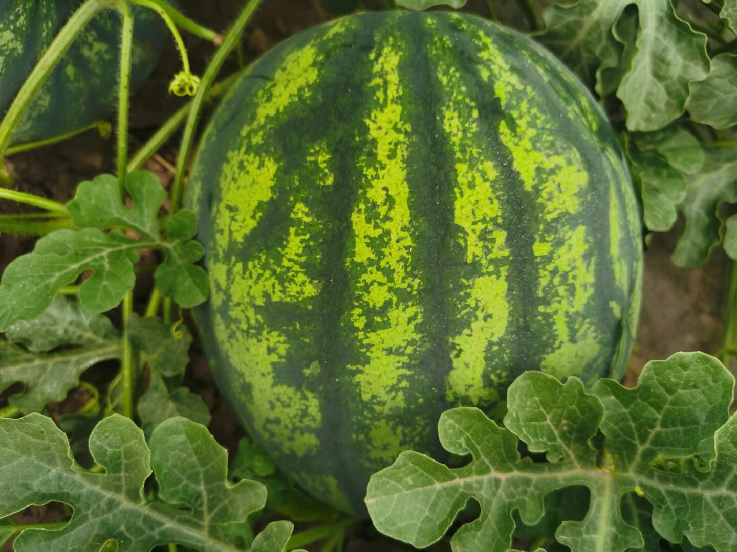 <b>Suntoday watermelon seeds(11062)</b>