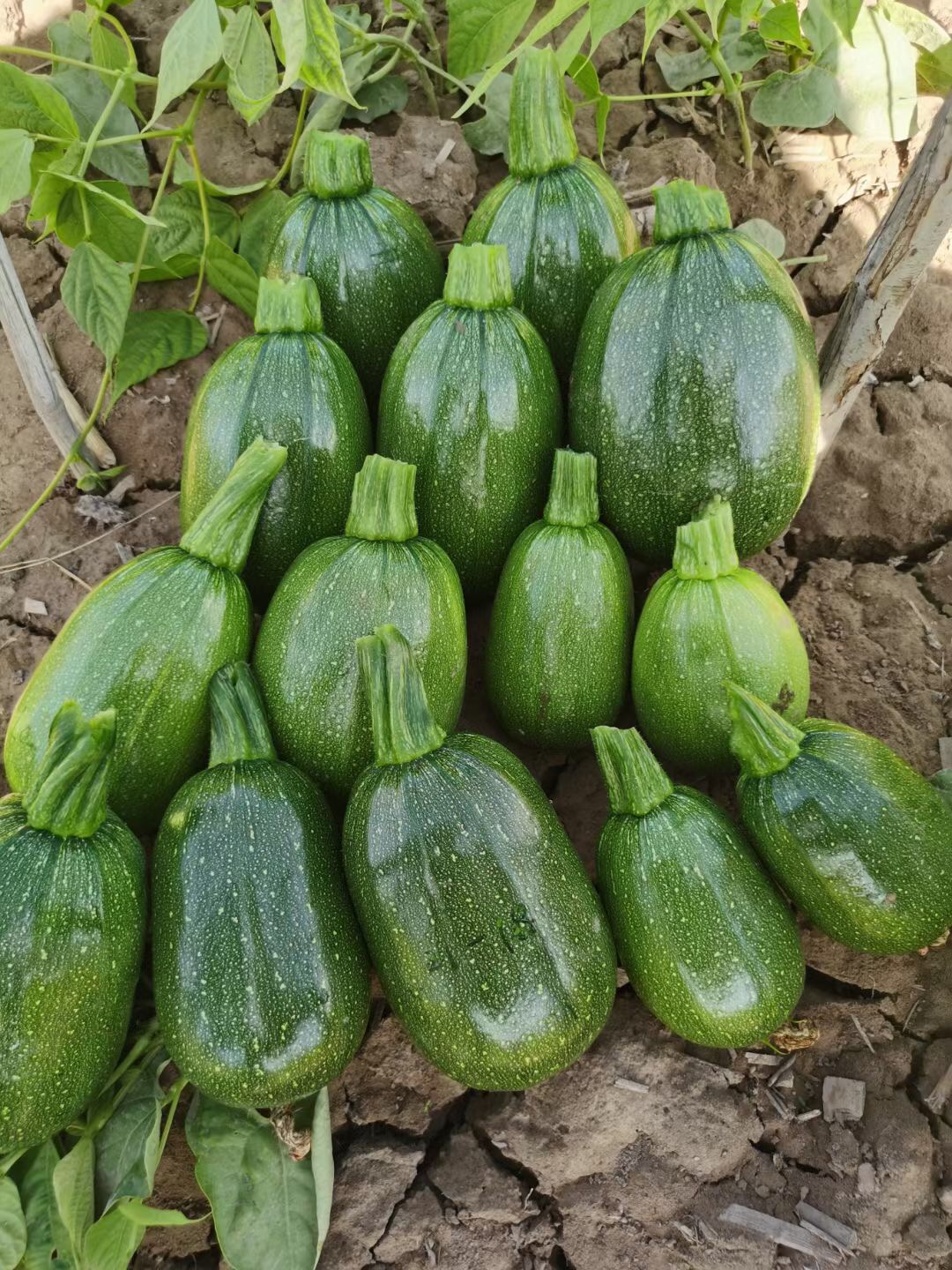 <b> Suntoday green oval squash seeds(17016)</b>