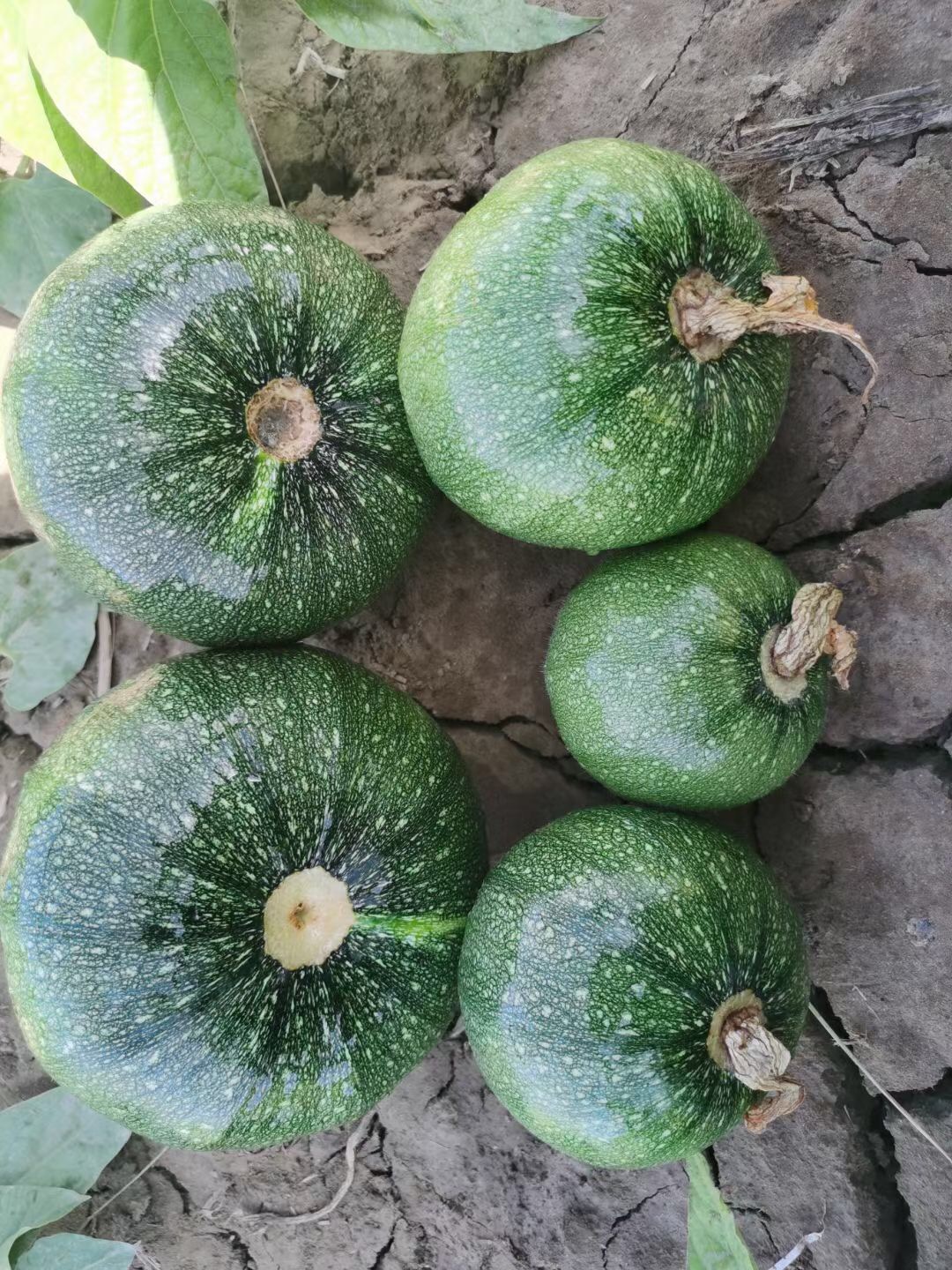 <b> Suntoday big green round squash seeds(17017)</b>