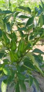 <b>Suntoday hot chilli seeds(21033)</b>