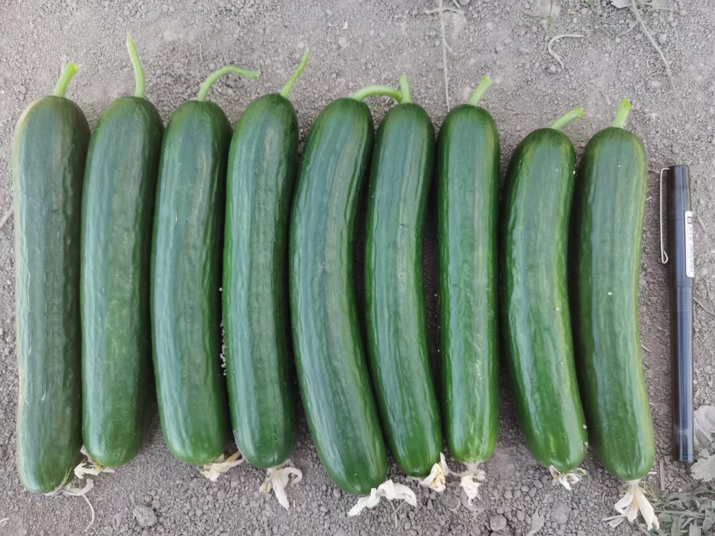 <b>Suntoday cucumber seeds(13050)</b>