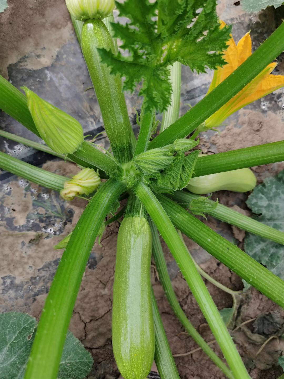 <b>Suntoday long light green squash seeds(17023)</b>