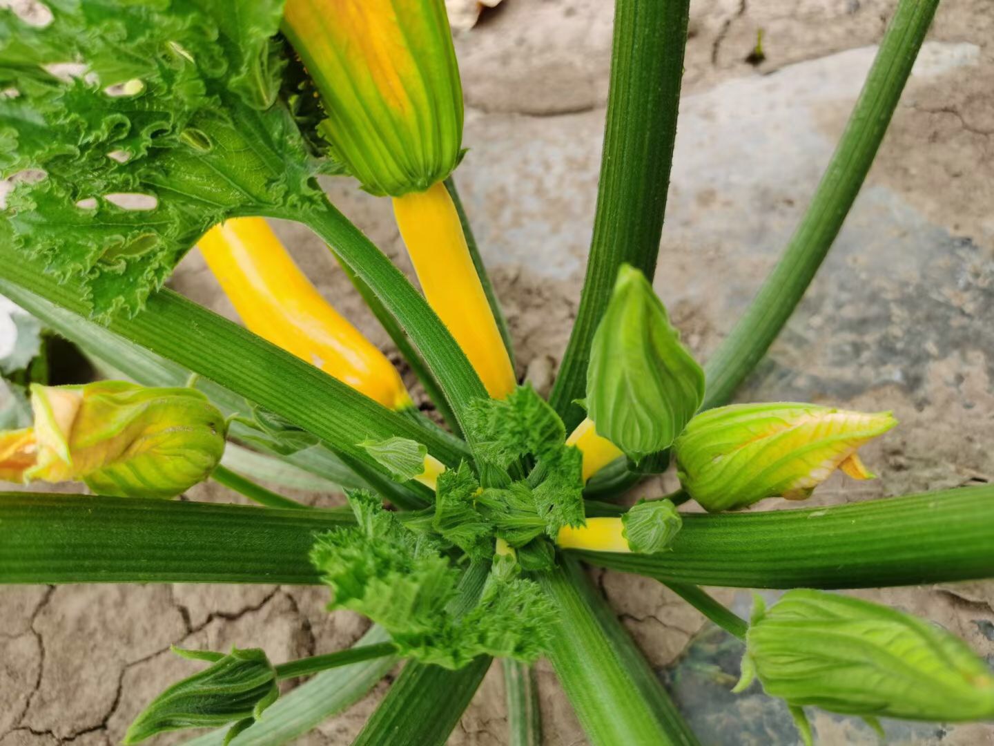 <b>Suntoday yellow squash seeds(17024)</b>