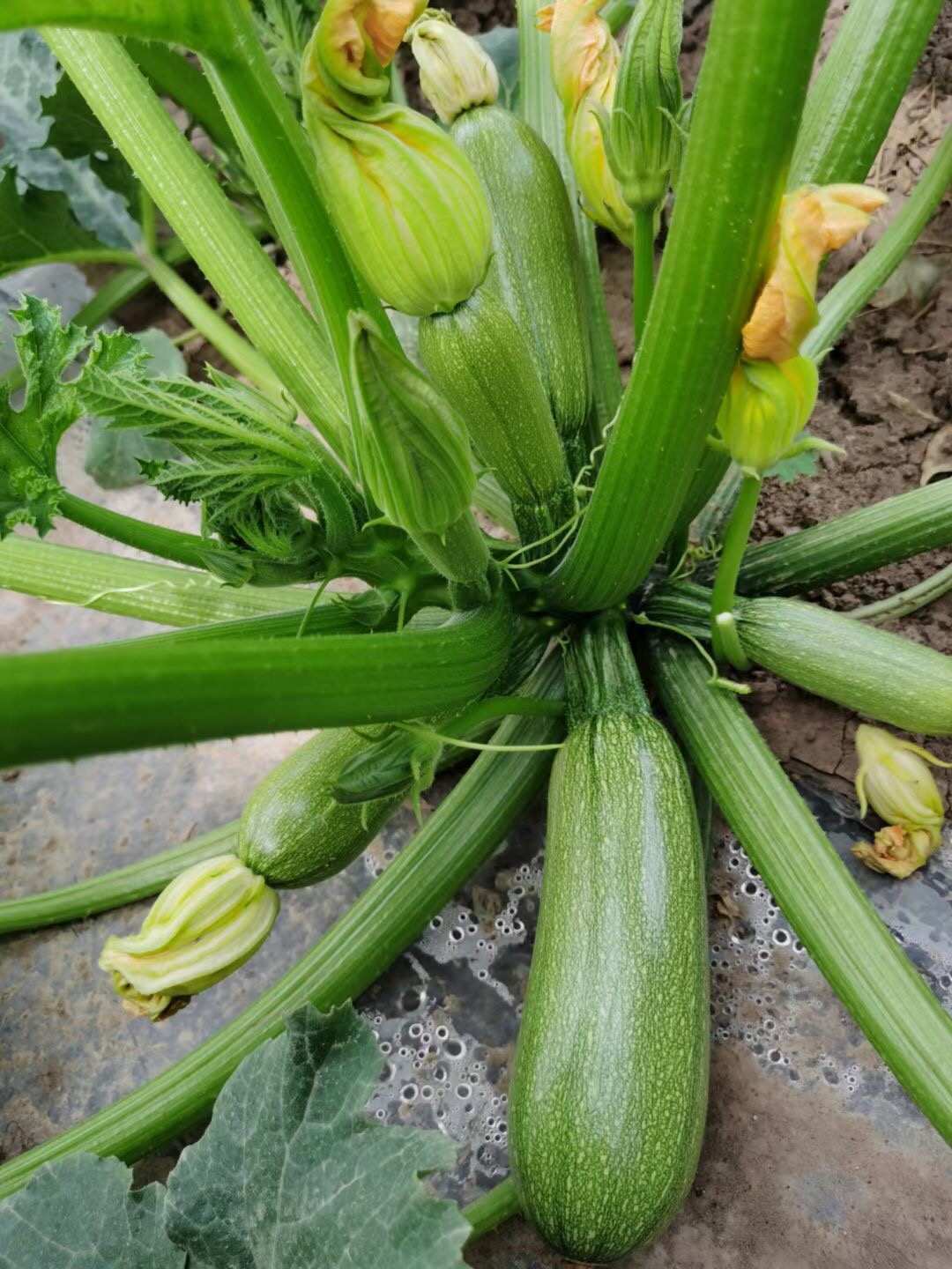 <b>Suntoday green long squash seeds(17025)</b>