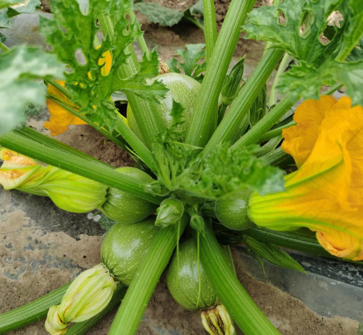 <b>Suntoday round light green squash seeds(17025)</b>