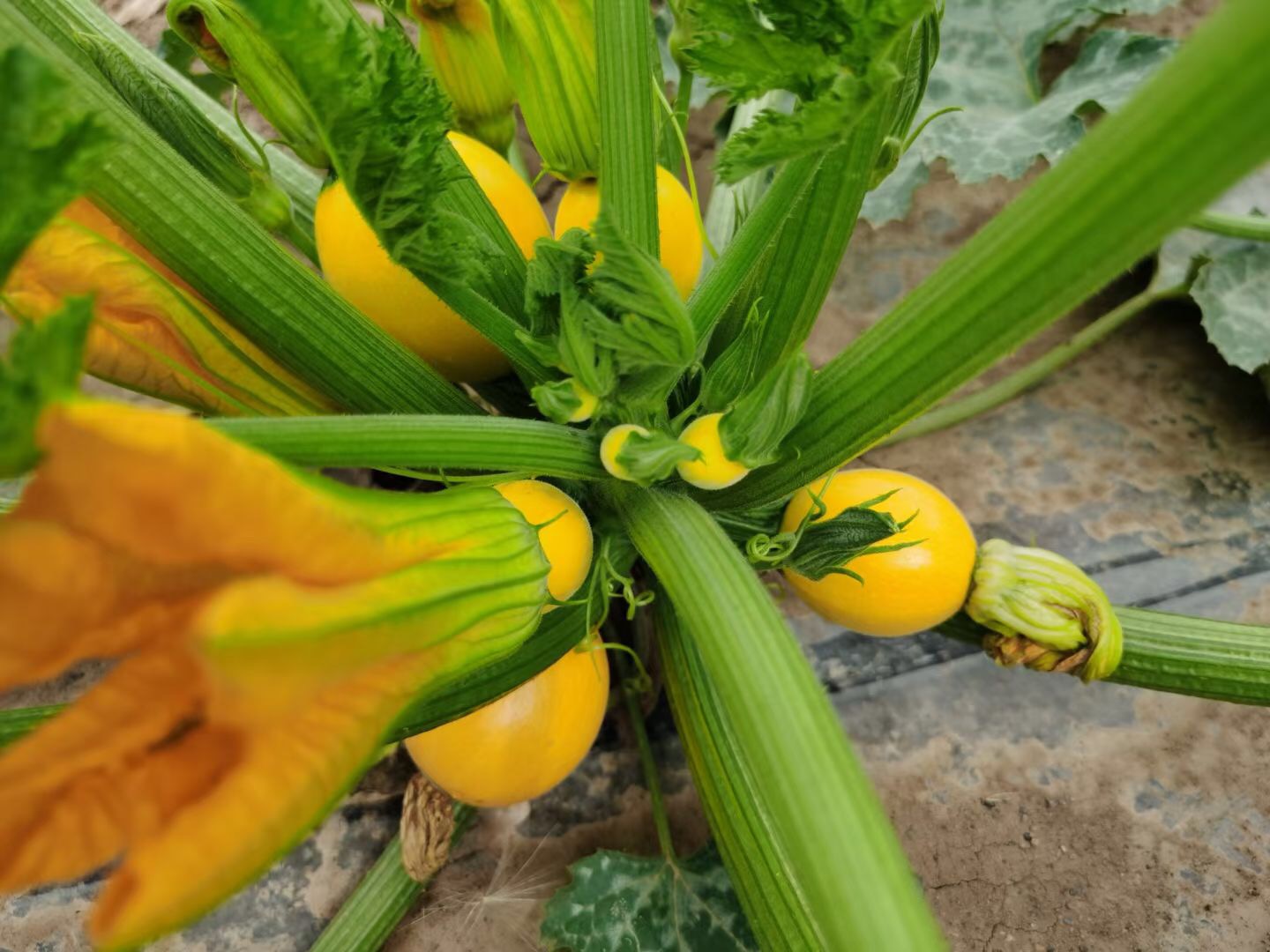 <b>Suntoday yellow squash seeds(17026)</b>