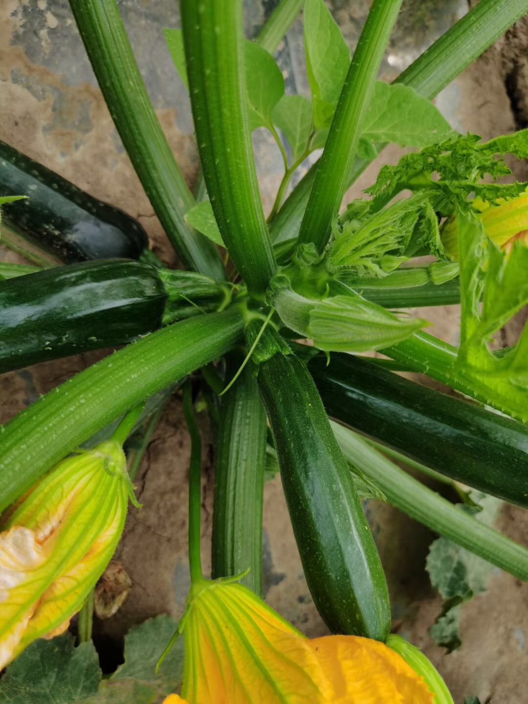 <b>Suntoday black long squash seeds(17028)</b>