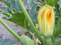 <b>Suntoday long green squash seeds(17022)</b>