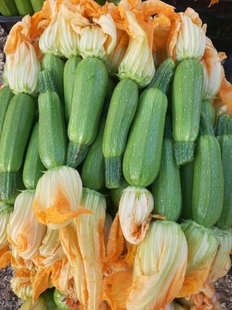 <b>suntoday squash seeds(17021)</b>