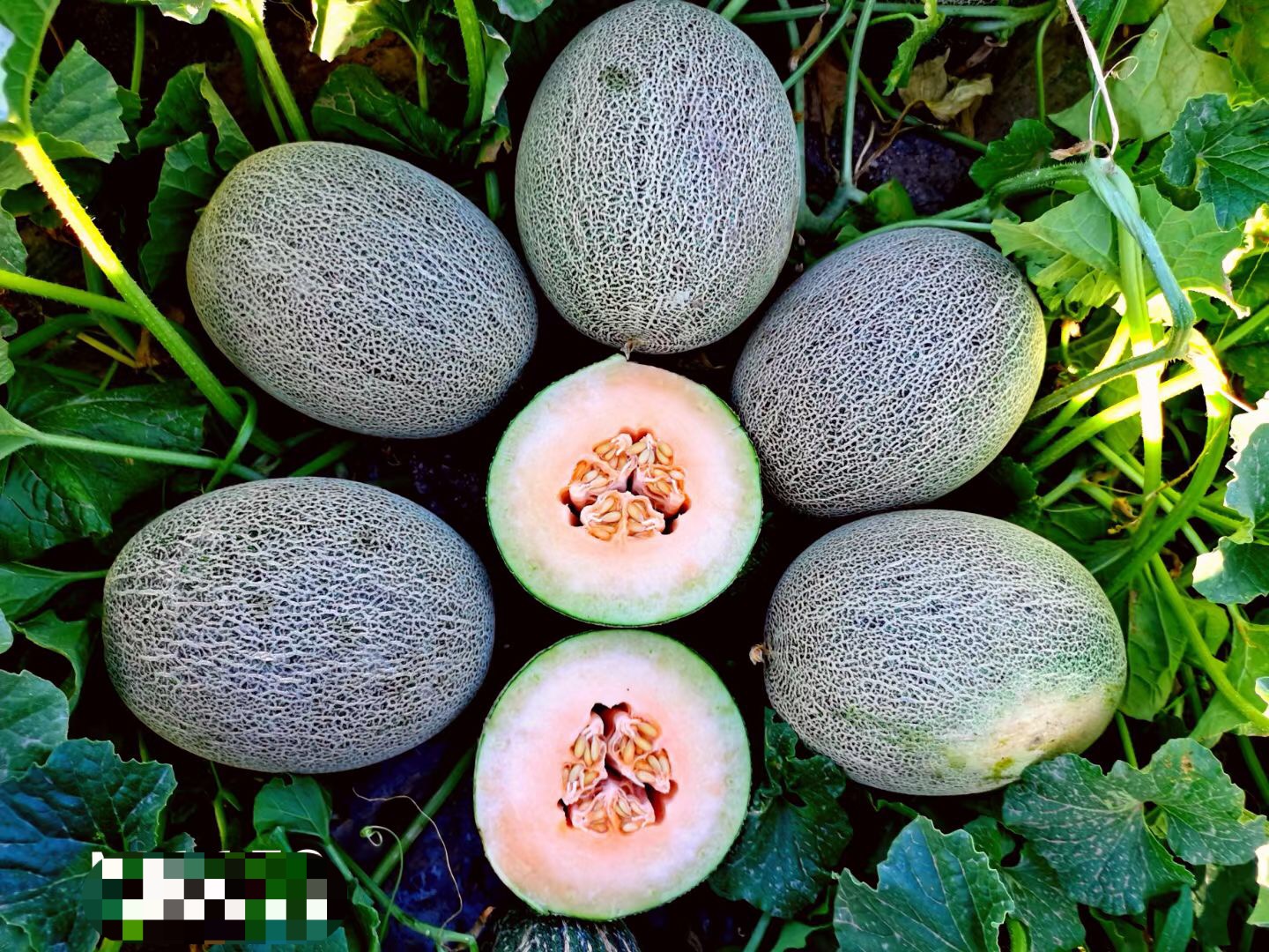 <b>Suntoday netted melon seeds(18052)</b>