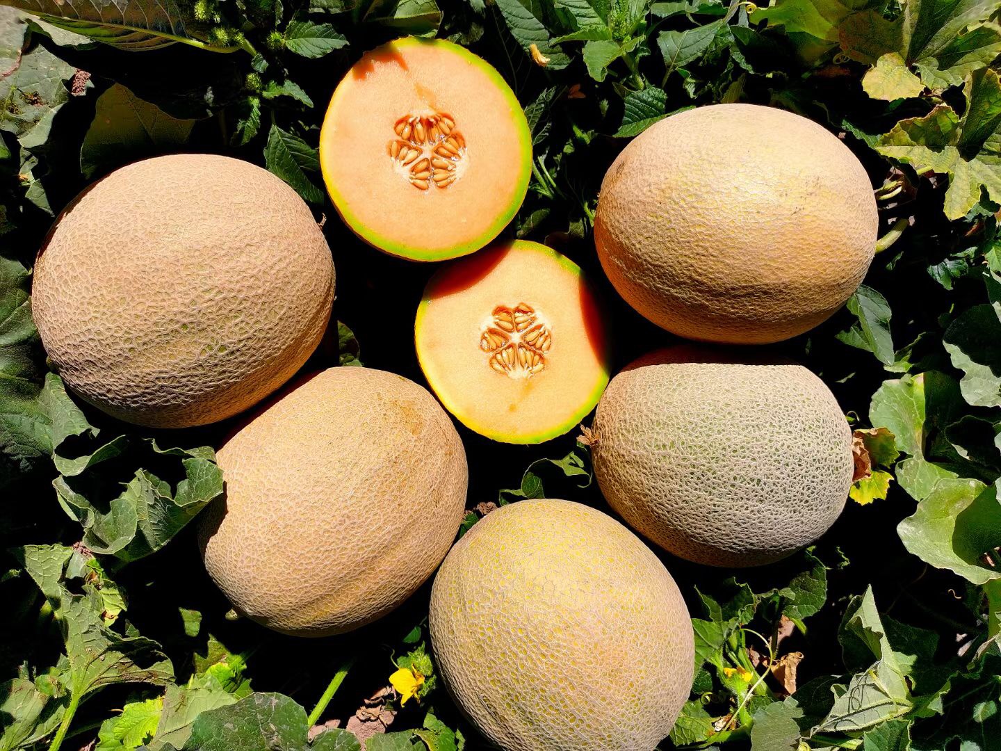 <b>Suntoday mid early melon seeds (18053)</b>