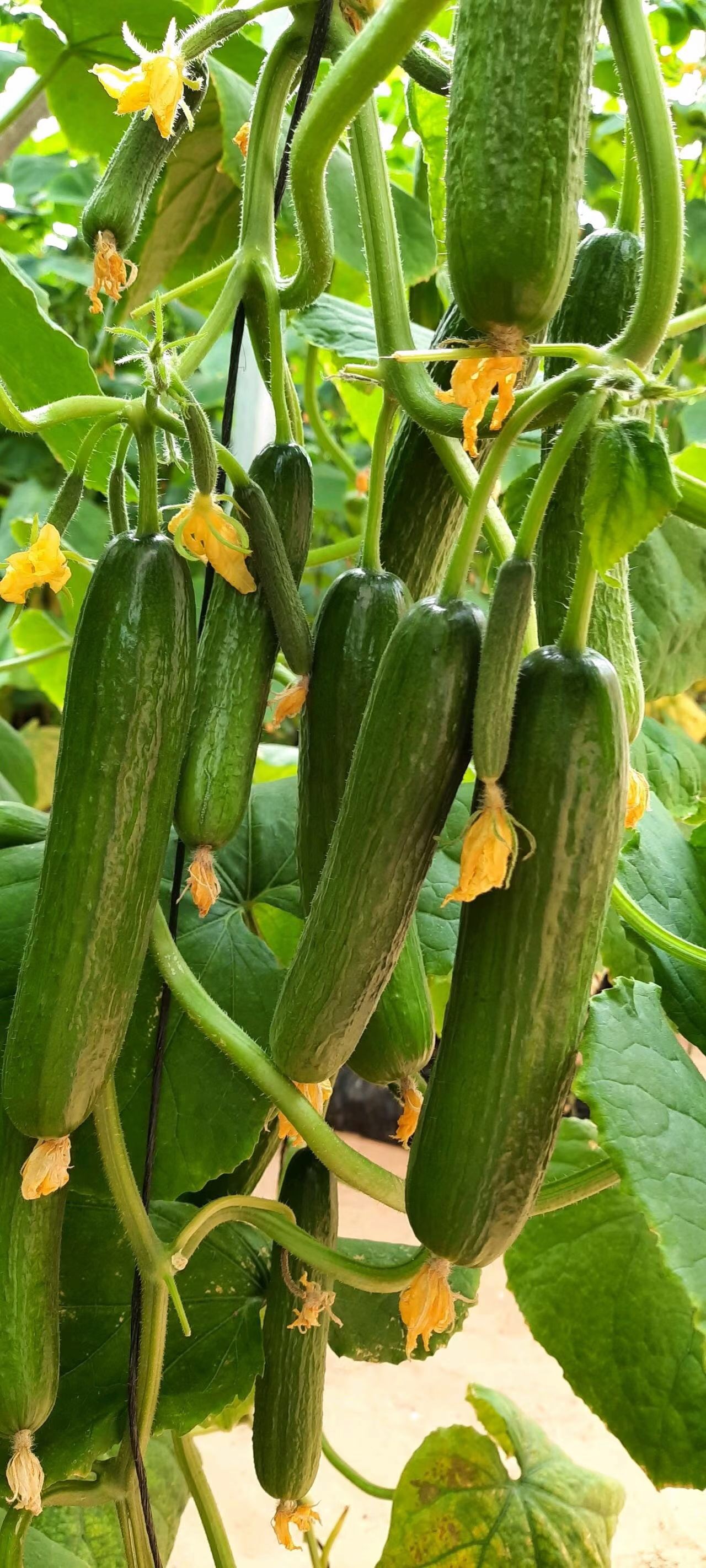 <b>Suntoday cucumber seeds(13052)</b>