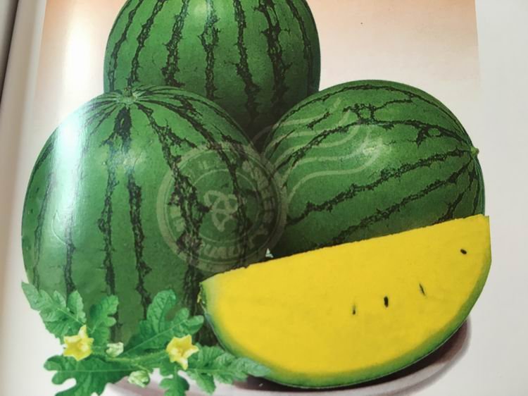 Suntoday small yellow water melon seeds(11002)